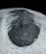 Bargain Platyscutellum Trilobite From Morocco #2004-2